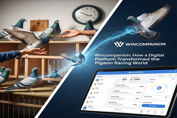 Wincompanion: How a Digital Platform Transformed the Pigeon Racing World