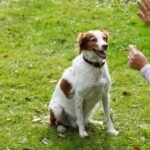 How-Private-Dog-Training-Lessons-Can-Transform-Your-Pet’s-Behavior