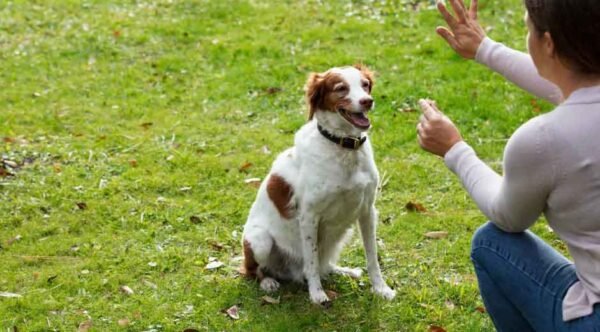 How-Private-Dog-Training-Lessons-Can-Transform-Your-Pet’s-Behavior