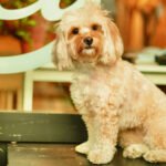 Pet Etiquette in Shared Communities