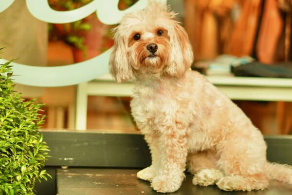 Pet Etiquette in Shared Communities