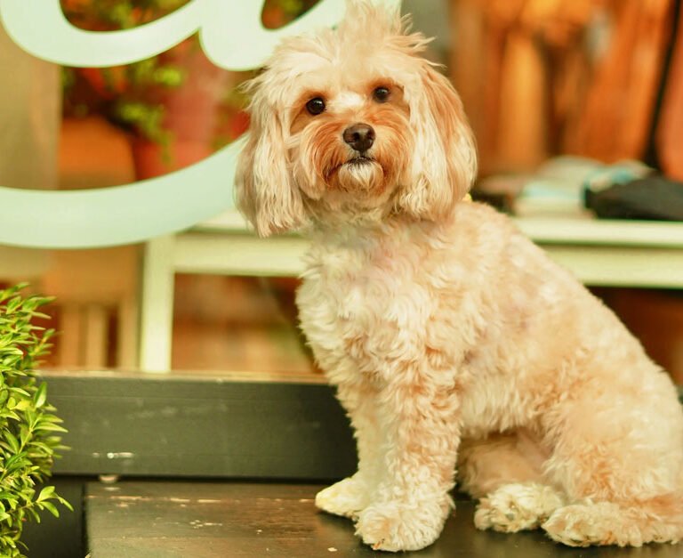 Pet Etiquette in Shared Communities