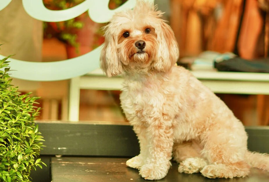 Pet Etiquette in Shared Communities