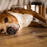 5 Signs Your Dog May Have an Imbalanced Inflammatory Response