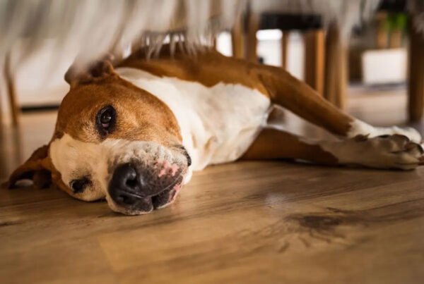 5 Signs Your Dog May Have an Imbalanced Inflammatory Response