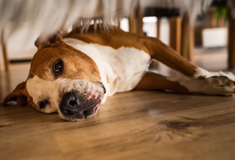 5 Signs Your Dog May Have an Imbalanced Inflammatory Response