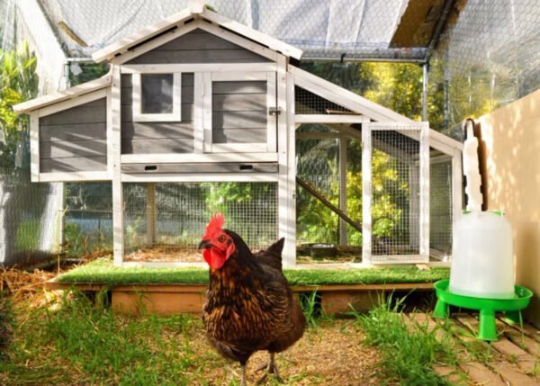 8 Smart Chicken Coop Design Ideas for Healthier, Happier Hens