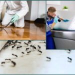 Effective Techniques Used by Exterminators to Remove Ants From Living Spaces