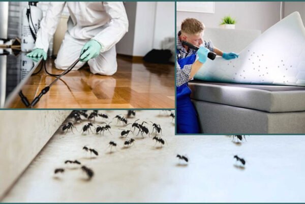 Effective Techniques Used by Exterminators to Remove Ants From Living Spaces