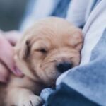 Flexible-Degree-Programs-for-Working-Professionals-Who-Love-Animals