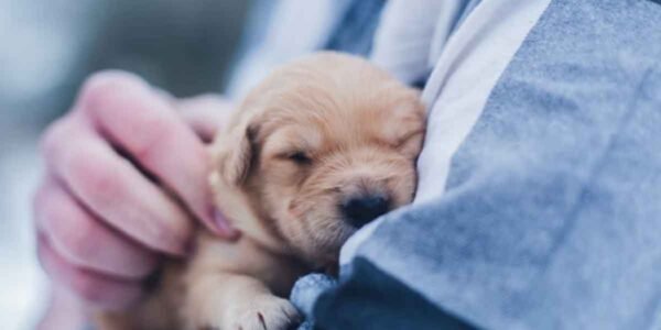 Flexible-Degree-Programs-for-Working-Professionals-Who-Love-Animals