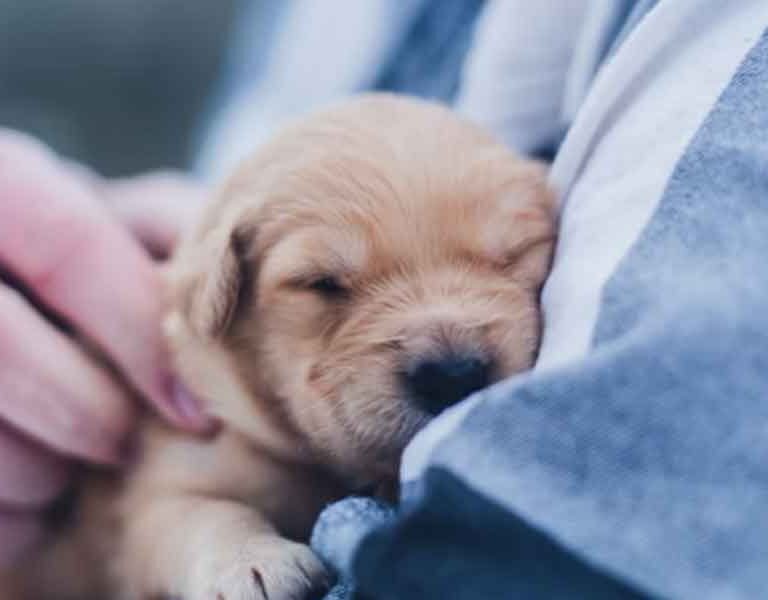 Flexible-Degree-Programs-for-Working-Professionals-Who-Love-Animals