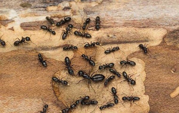 How Ant Colonies Spread Indoors in Anaheim