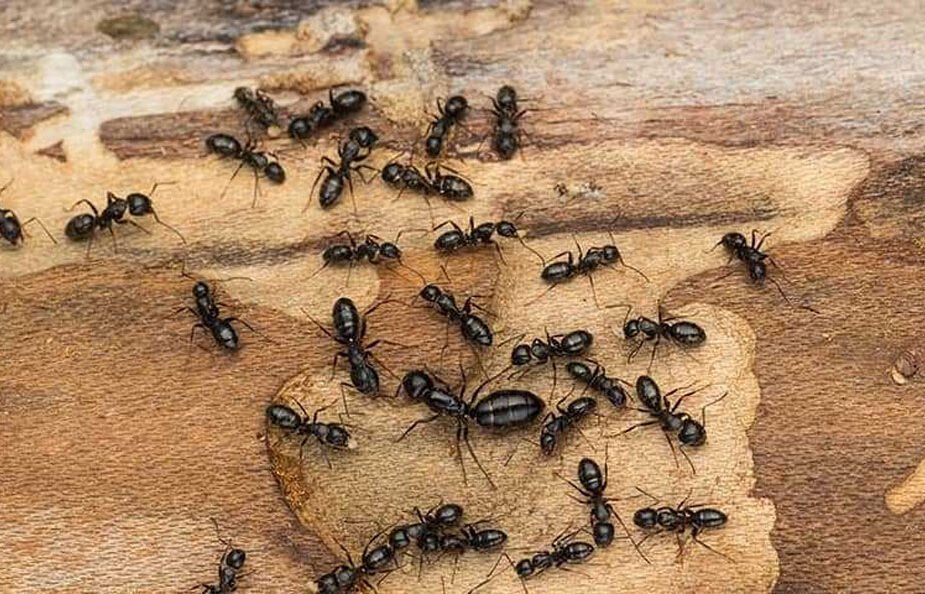 How Ant Colonies Spread Indoors in Anaheim