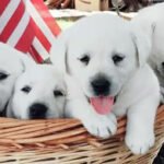 Key Questions Every Prospective White Lab Owner Should Ask Before Bringing a Puppy Home