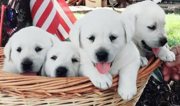 Key Questions Every Prospective White Lab Owner Should Ask Before Bringing a Puppy Home