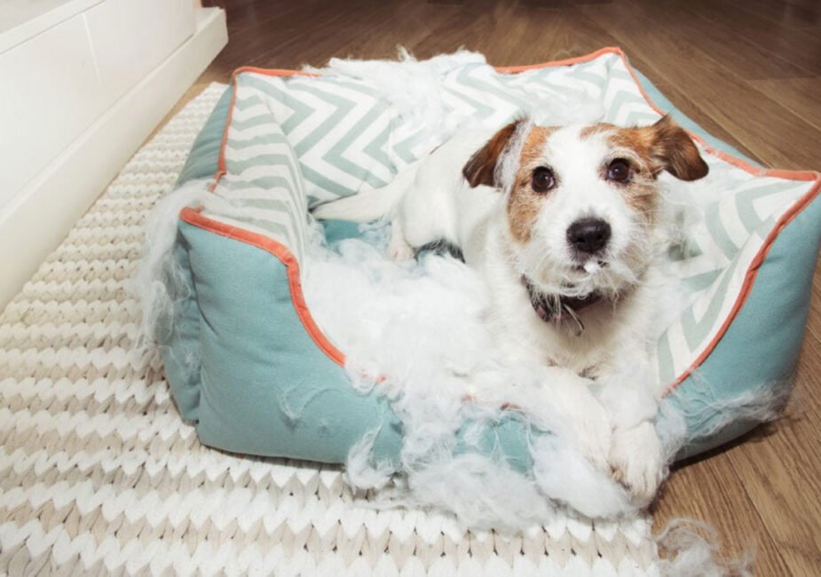 How To Keep Your Dog’s Bed From Tearing Too Quickly