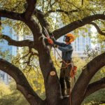 How an ISA Certified Arborist Helps Increase Property Safety and Value in Austin