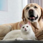 How to keep aging pets active with safe daily wellness support