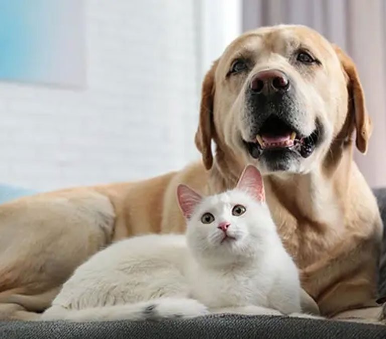 How to keep aging pets active with safe daily wellness support