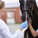 Understanding the Neef for Disability Insurance for Practicing Veterinarians