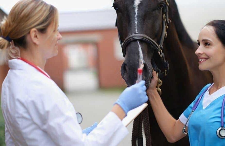 Understanding the Neef for Disability Insurance for Practicing Veterinarians