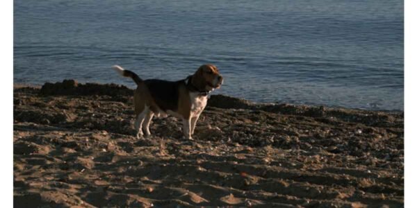 Why-Some-Dogs-Struggle-with-Routine-Changes-More-Than-Others