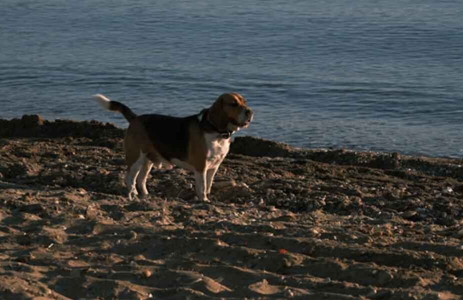 Why-Some-Dogs-Struggle-with-Routine-Changes-More-Than-Others