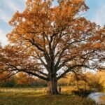 A massive ancient white oak champion tree near Lewis Center Ohio standing in autumn golden light beside a creek, with a person at the base showing its enormous scale