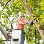 Best Practices for Tree Care in Jackson, MS