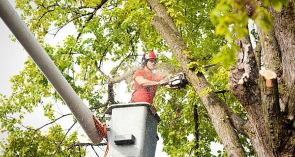 Best Practices for Tree Care in Jackson, MS