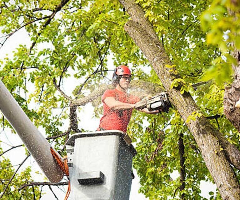Best Practices for Tree Care in Jackson, MS