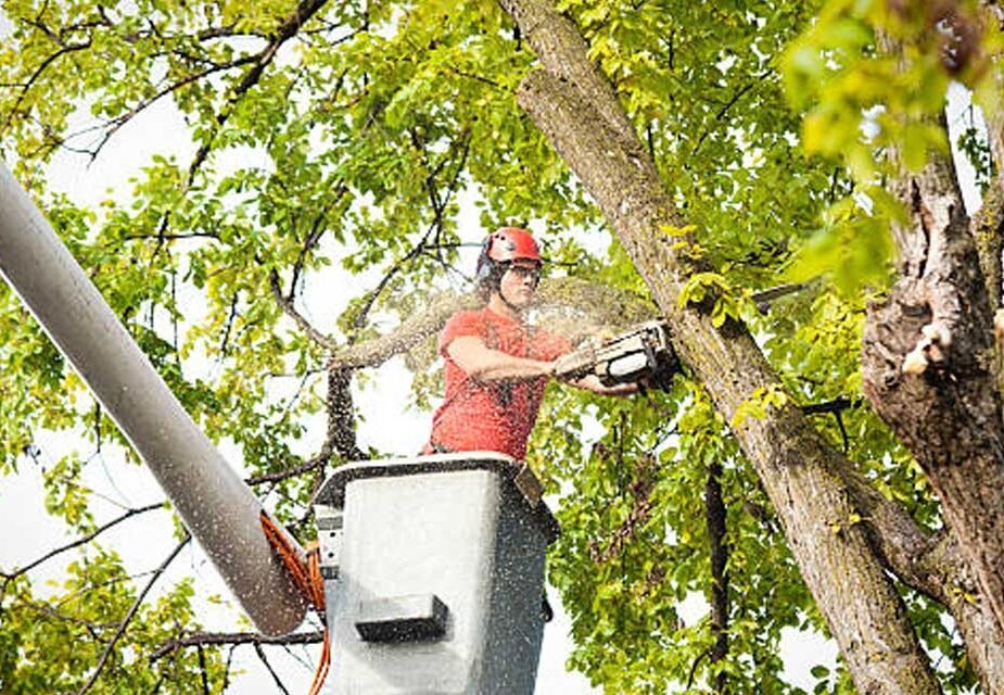 Best Practices for Tree Care in Jackson, MS