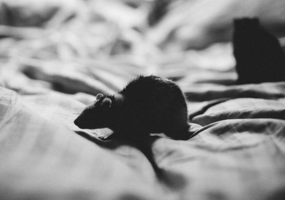 a-homeowners-guide-to-long-term-pest-prevention-1