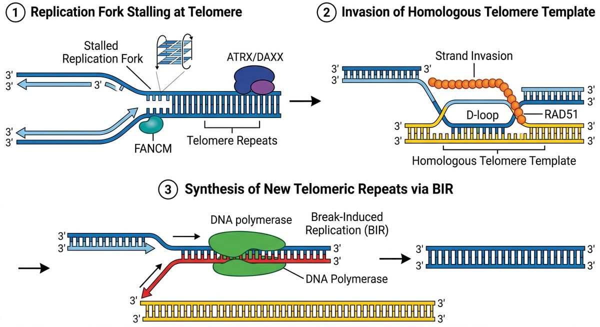what is alternative lengthening of telomeres