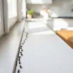 how-to-get-rid-of-ants-from-home-a-complete-expert-1