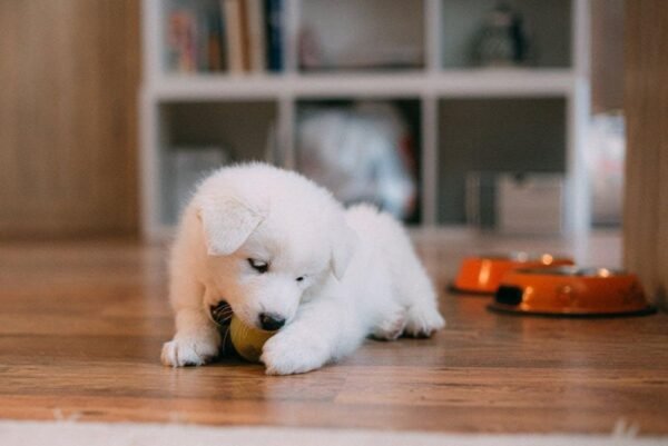 how-to-prepare-your-home-for-a-new-puppy-1