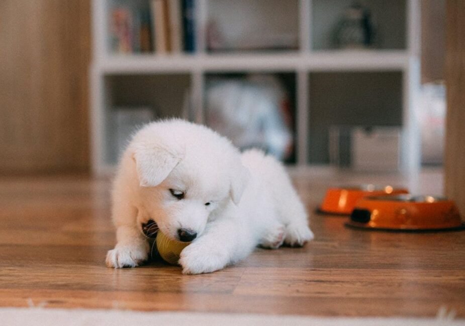 how-to-prepare-your-home-for-a-new-puppy-1